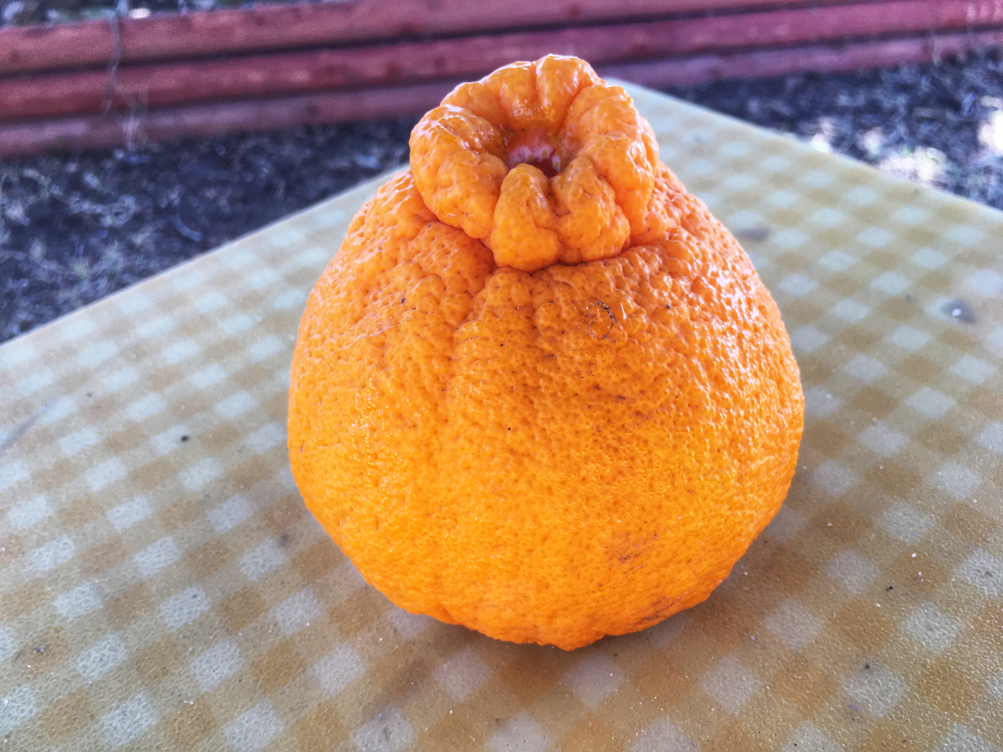 What Are Sumo Oranges? Sumo Orange Season 2020